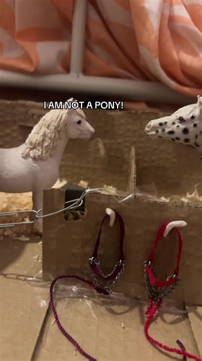 Scooby the Non-Pony: A Playful Misunderstanding