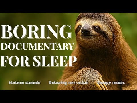 Why Sloths Live So Slowly (And Why It Works) — to fall asleep to