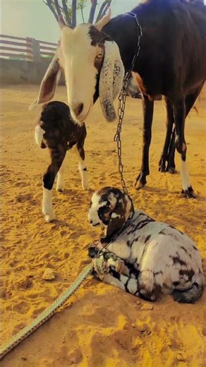 Rajasthani culture #villagelife #villagelifestyle