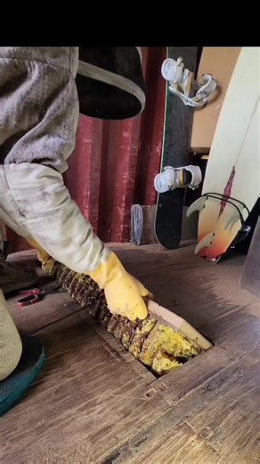 Bee & Spider 🕷️ 🐝 🌸 #bee #animals #wildlife #honey #savethebees | bee