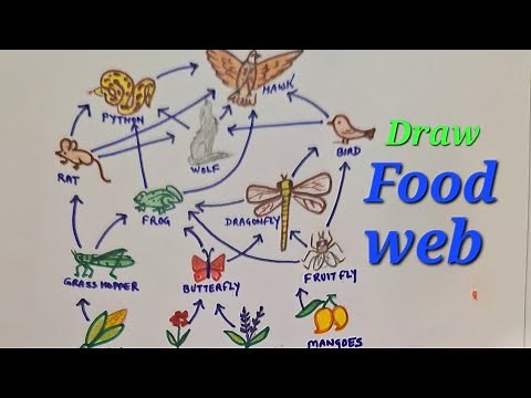 Food web drawing easy ,draw food web easy, how to draw food web step by step , draw food web 4