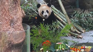 17K views · 1.1K reactions | What do pandas eat in the summer? The refreshing fruit buffet! #HiPanda #ChengduPandaBase For more panda information, please check out: https://en.ipanda.com | iPanda | Facebook