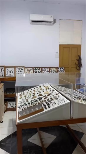 HMPT FP KBM UNIB on Instagram: "Museum Serangga Pertama Bengkulu menyimpan jejak awal, yang pernah terjadi di kota ini. Bukan sekadar ruang pamer, tapi Masuk ke sini tuh rasanya kayak ditarik mundur ke masa lalu. Sunyi, tapi berat.. Melihat langsung sudut-sudutnya membantu kita memahami bahwa proses panjang, bukan sesuatu yang datang dengan mudah. Kalau kamu lagi di Bengkulu, terutama di Universitas Bengkulu jangan cuma lewat. Coba mampir, lihat sendiri, dan rasain vibesnya. 📍 : Gedung T, prodi