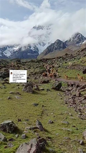 Explore the Ausangate Trek and Its Stunning Alpacas