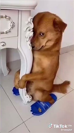 angry and scary dog sound#angry #dog #soundscape