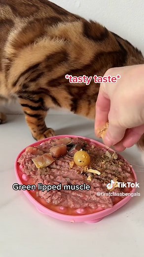 Bengal Cat's Raw Diet: ASMR Feeding Video