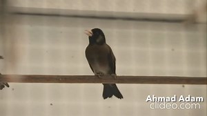 21 reactions | Black Goldfinch mutation Chardonneret mutation noir #capture_oiseaux | capture oiseaux | Facebook