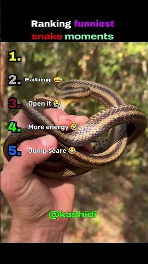 Ranking Funniest Snake Moments