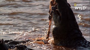 Au Kenya, chaque année, plus d'un million de gnous doivent traverser la rivière pour gagner les pâturages de la rive opposée. Les crocodiles du Nil sont au rendez-vous et les jeunes gnous sont leurs cibles favorites. Retrouvez Planète reptiles, demain à 20.45 sur National Geographic Wild, disponible avec Canal . | Nat Geo Wild France