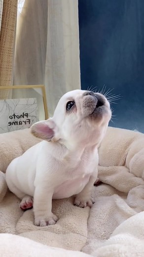 Crying Puppy Videos Compilation