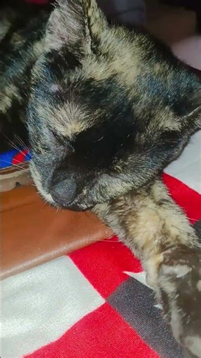 "Sleeping Beauty 😻... Popipo version! 🎶"