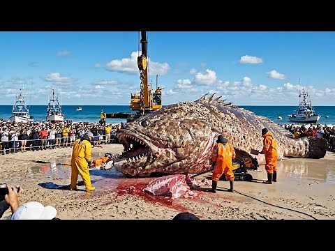 Hunting the 3,500KG Giant Grouper – A Deep-Ocean Longline Fishing Documentary