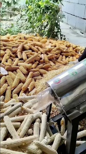 【Automatic Corn Sheller】Shells a cob in 5 seconds! A harvest lifesaver for farmers 🌽
