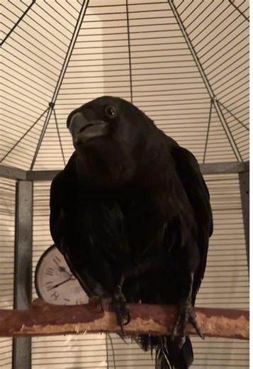 #ezekiel #talking #raventalking #corbeau #corbeauquiparle | raven talking