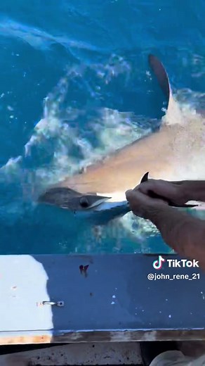 Hammerhead shark #florida#hammerhead#bonita#springtime#seasonchange#migration#fishermen#viral#fyp#sharkattack#castnet
