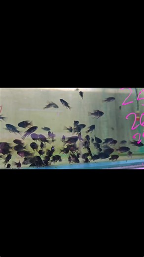 New tropical shipment released! Our Black Rams are in high demand and stock is limited. Don't miss out on adding these beautiful fish to your collection. | Aquatico Aquarium