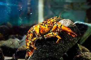 Rare Lobster Shows Off Spooky Halloween Colors