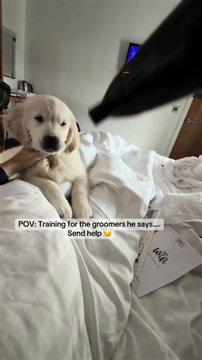 Why is it Windy Indoors with Your Golden Retriever?