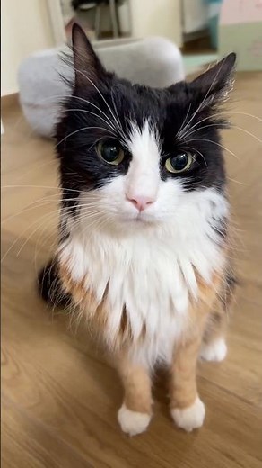 The Most Evil Cat 😼