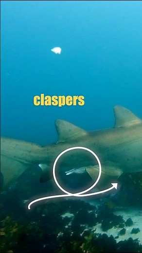 Ever wondered how to tell male from female sharks? 🦈 #sharkworld #shark