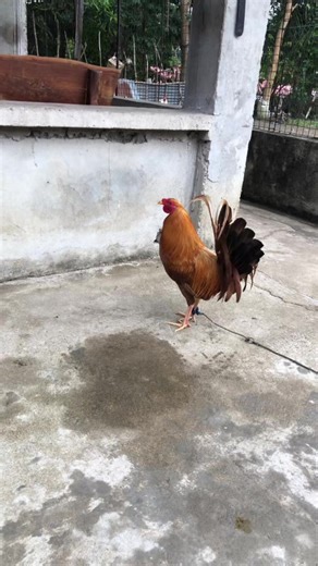 Basta Ako to si Vincent (@johnvincentbatien)’s videos with original sound - Kcin