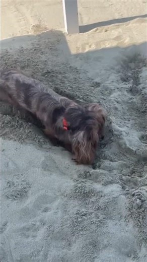 Camillo scava in spiaggia… ha trovato un tesoro? 🏖️🐶💥