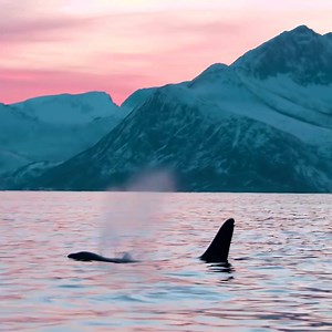 2.3M views · 10K reactions | Killers Whales and Humpbacks Filmed Outside Senja Island, Norway - These animals are sooooo nice to watch | Aurora Borealis Observatory | Facebook