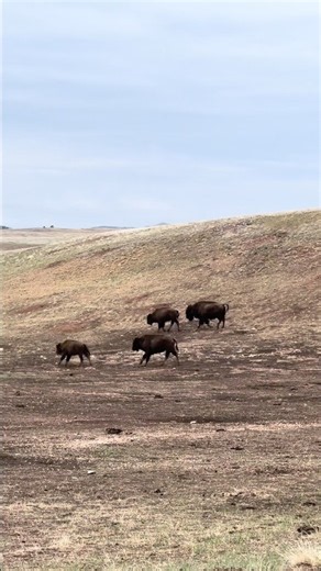 Wind Cave National Park 🤩 #nationalpark #bison #travel