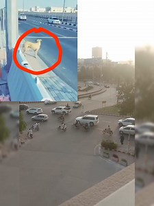 Difference between Humans and Animals.... #collegefootball #dragoncon #pakistanifashion #pakistaniwedding #Pakistan @top fans @ | Fun and entertainment