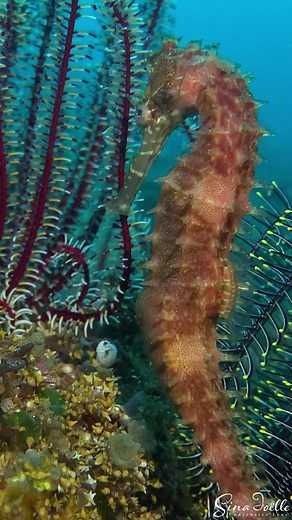 Seahorse Discovery in Tulamben, Bali