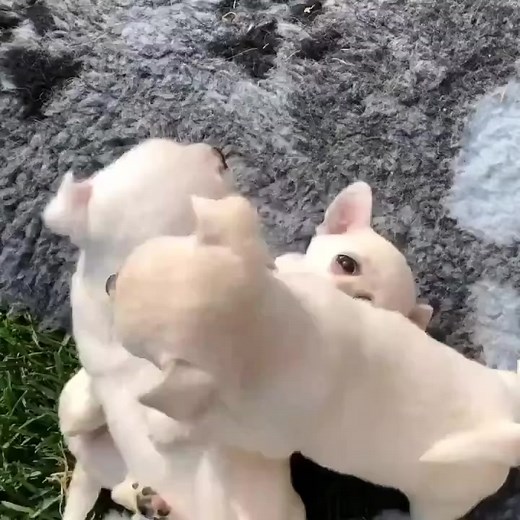 Aww so cute 🥰 #chihuahuamania #chihuahuas #chihuahuamexico #chihuahuasofinstagram #chihuahuastagram #lovepuppies #chihuahuaofig #chihuahuafriends #chihuahualove_feature #chihuahualifestyle #onlychihuahuas #chihuahualove #chihuahuagram #chihuahualife #relax #reelsinstagram #reelsfb #Repost #love #lifestyle #photography #puppy #chihuahua | Chihuahua Puppy