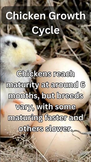 The Chicken Growth Cycle - When To Expect Eggs