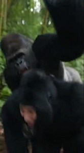 PRANK GONE WRONG: Gorilla Suit vs. Real Silverback! 🦍💨#gorilla #FunnyAnimals #Prank #Wildlife