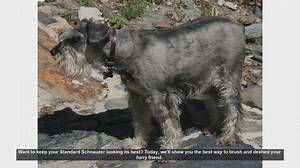 How to Brush and Deshed Your Standard Schnauzer: A Step-by-Step Guide