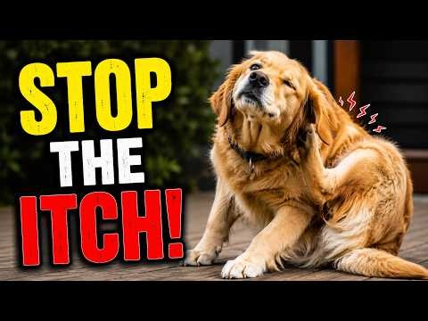 How to Stop a Dog from Excessive Scratching or Licking