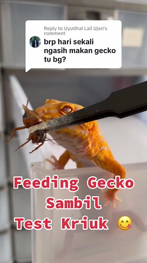 wachigecko on TikTok