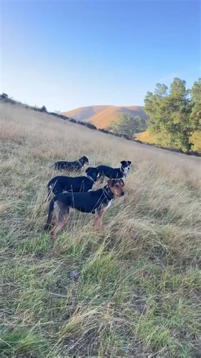 Flogging Merinos: A Visual Journey