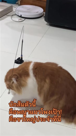 แซลม่อนแมวส้มจอมป่วน บน TikTok