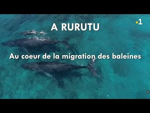 Rurutu, au coeur de la migration des baleines