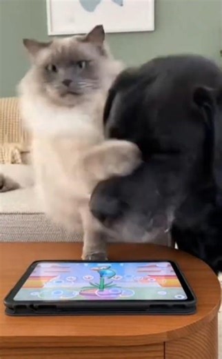This Cat Takes Gaming WAY Too Seriously 😹📱