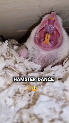 Funny Hamster Dance Compilation