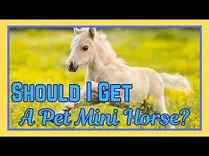 Should I Get a Miniature Horse as a Pet? A Beginner's Guide to Care