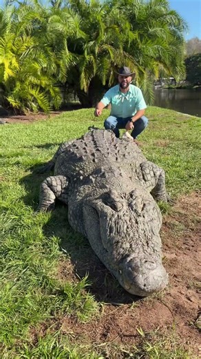 How BIG is Lyle the Nile Crocodile? #animalshorts #nilecrocodile #crocodile