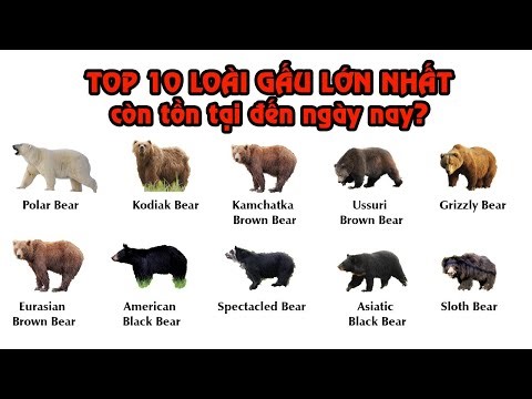 Top 10 loài gấu to lớn nhất còn sinh sống trên Trái Đất - Gấu Bắc Cực, gấu kodiak - Thế giới ơi
