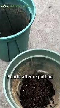 #PottedHydrangeaRejuvenation #HydrangeaRootTreatment #GardeningTechniquesTutorial #gardening