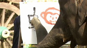 Video. Elephants flourish in handwriting display