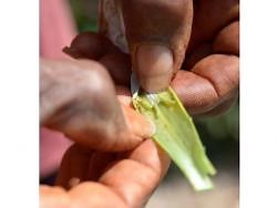 Farmers urged to manage beet armyworm population in warmer months