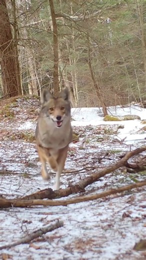 Trail Cam Captures Coyote Leap in Massachusetts