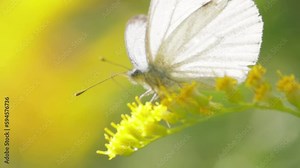 Pieris brassicae, the large white butterfly, also called cabbage butterfly. Large white is common throughout Europe, north Africa and Asia often in agricultural areas, meadows and parkland.