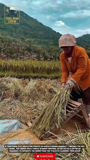 Traditional Rice Threshing: The Simple Wooden Tool Used for Harvesting Rice Grains